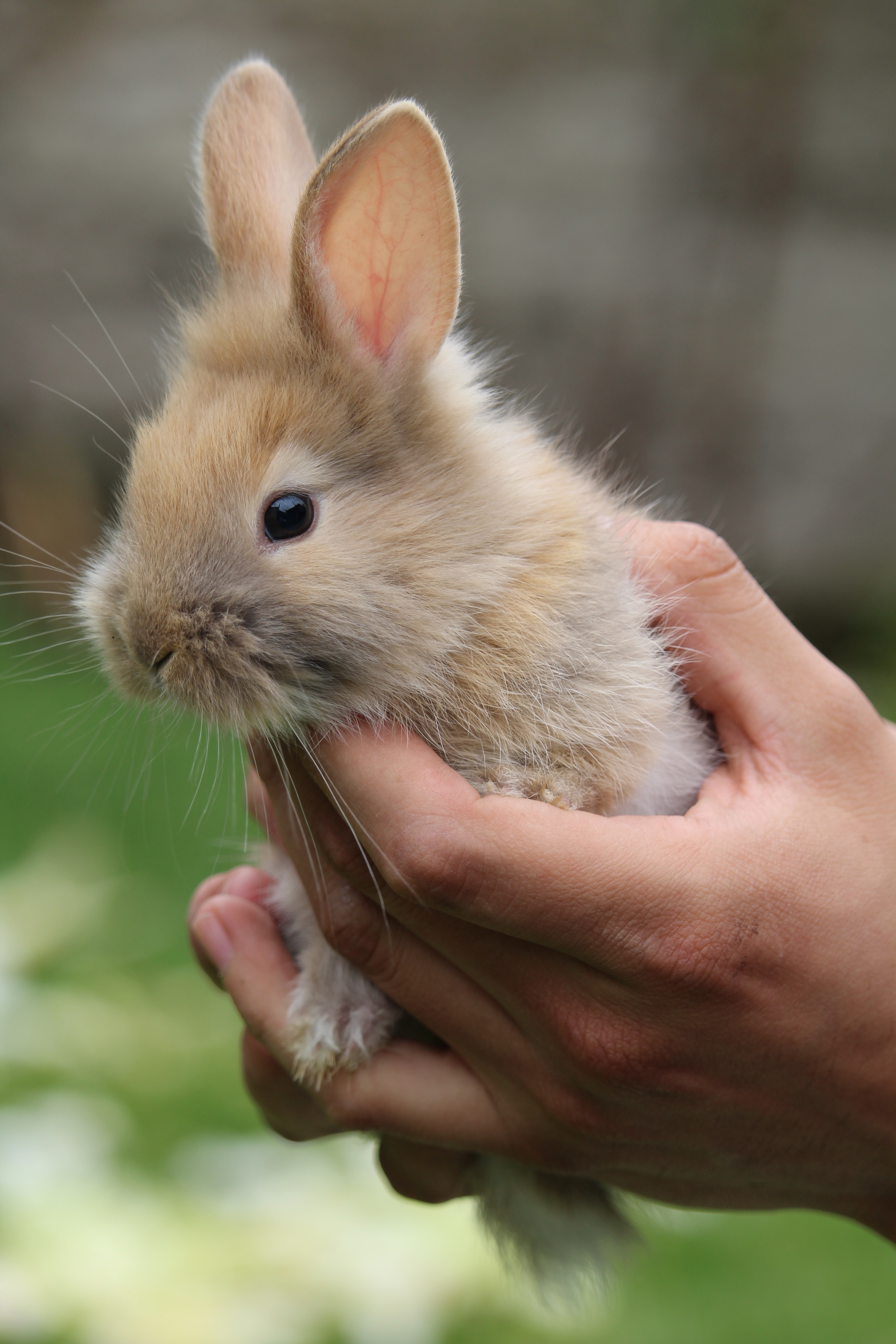 Домашний маленький кролик. Rabit Rabit. Маленькие кролики. Кролик домашний. Маленькие крольчата.